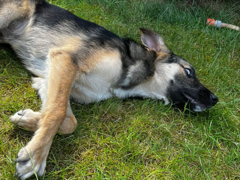 Pfotenvermittlung-Tierschutz-Luna1