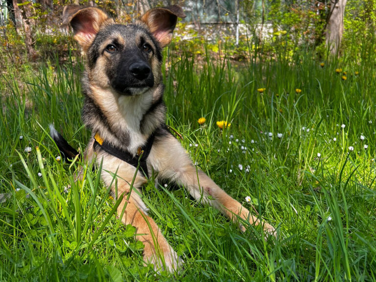 Pfotenvermittlung-Tierschutz-Luna2