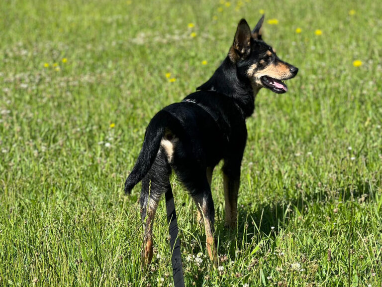 Pfotenvermittlung-Tierschutz-eV-Foxy1