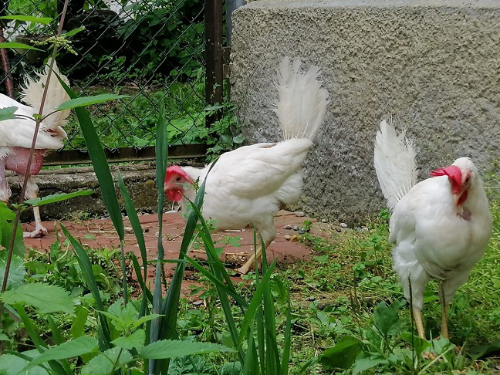 Pfotenvermittlung-Tierschutz-eV-Hennen2
