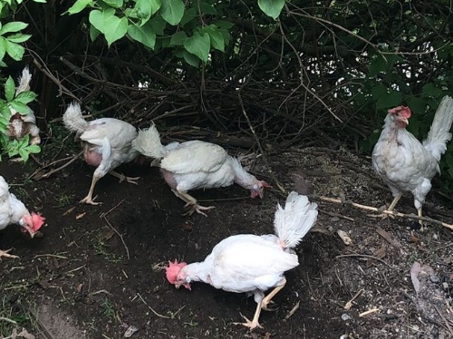 Pfotenvermittlung-Tierschutz-eV-Hennen3