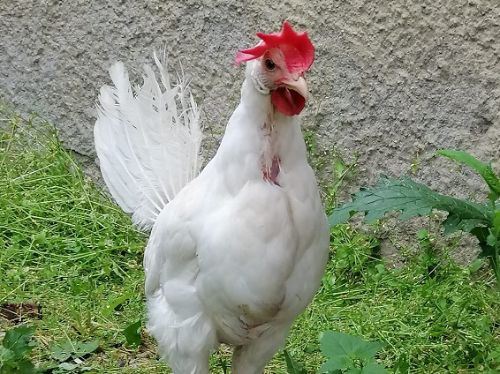 Pfotenvermittlung-Tierschutz-eV-Hennen5