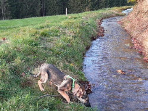 Pfotenvermittlung-Tierschutz-eV-Sonya2