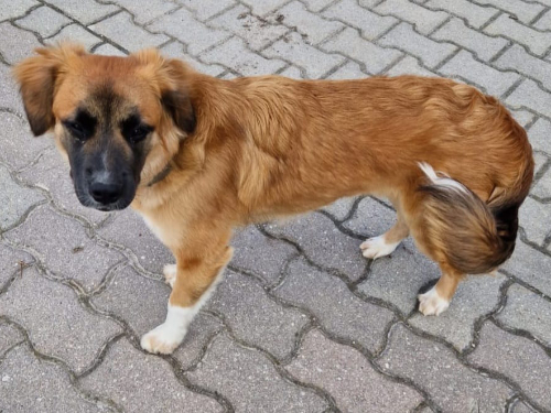 Pfotenvermittlung-Tierschutz-Cookie-j-Susi1