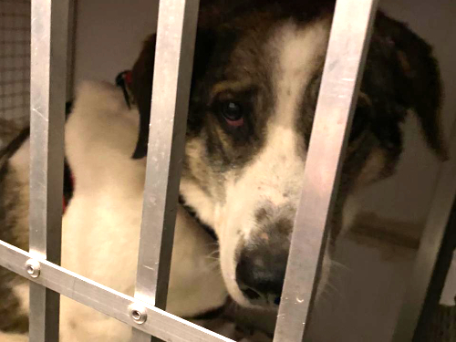 Pfotenvermittlung-Tierschutz-Transport-Maerz-2023-02
