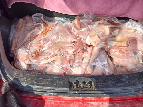 Pfotenvermittlung-Tierschutz-eV-Tula-Futter03