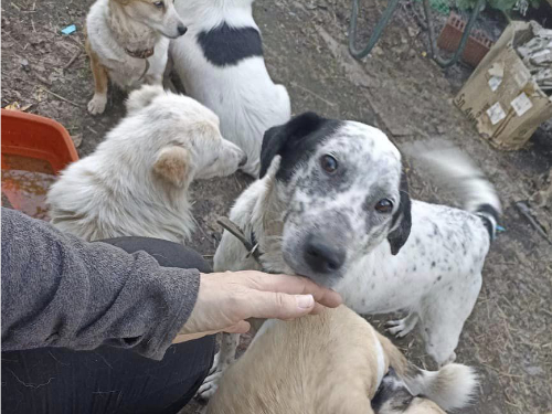 Pfotenvermittlung-Tierschutz-Tula1