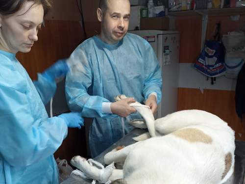 Pfotenvermittlung-Tierschutz-Kastration03