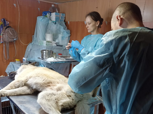 Pfotenvermittlung-Tierschutz-Kastration05